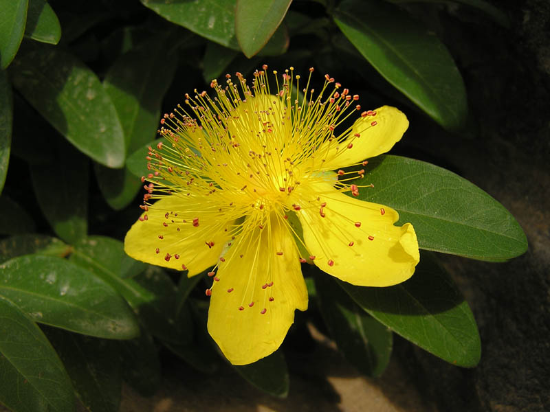 Hypericum calycinum (pianta coltivata)